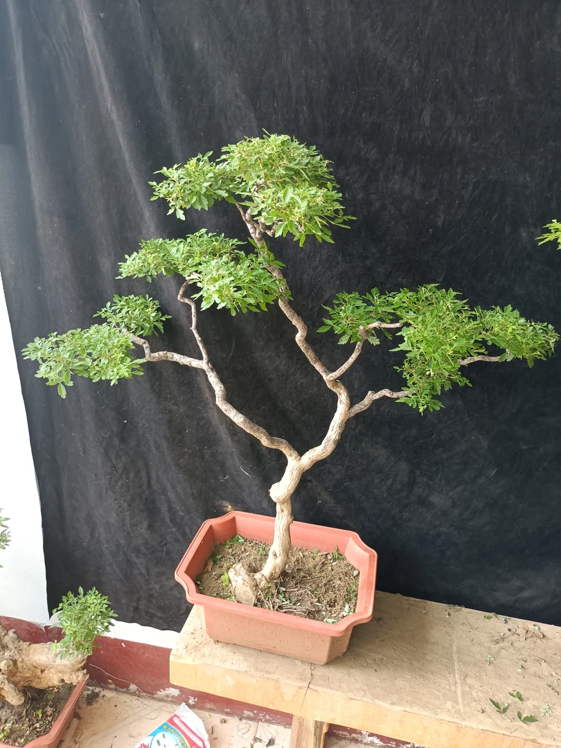 精品黄荆石楠花桃金娘盆景老桩瘤枝卫矛舍利子
