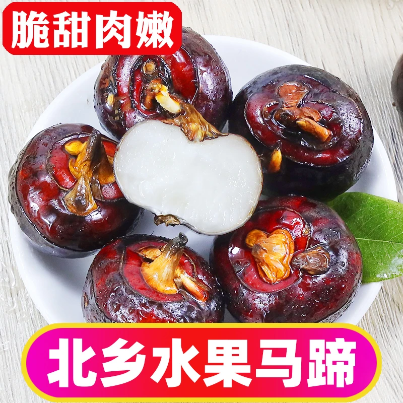 正宗乐昌马蹄荸荠新鲜水果当季北乡红皮马蹄中果脆爽地栗地梨包邮