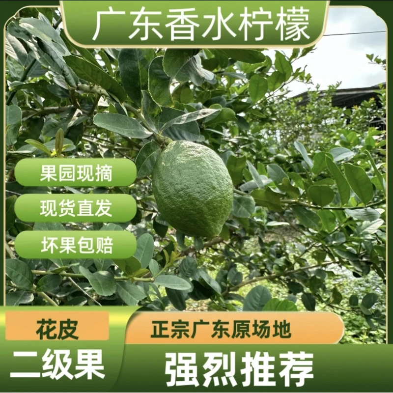 广东香水柠檬二级果小青果45克-60克