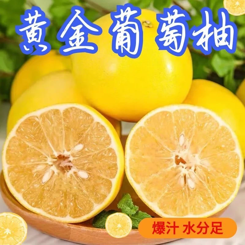 【黄金葡萄柚】正宗嫁接苗 盆栽地栽庭院阳台南北方种植果树苗