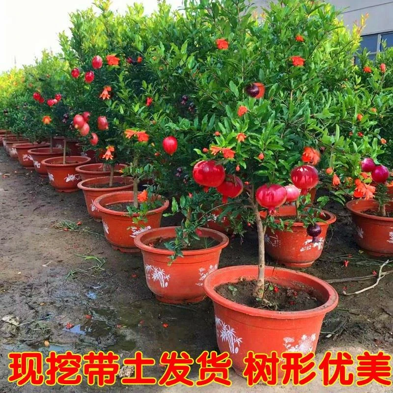石榴树树苗突尼斯软籽石榴树苗带土带叶发货盆栽地栽特大庭院果树