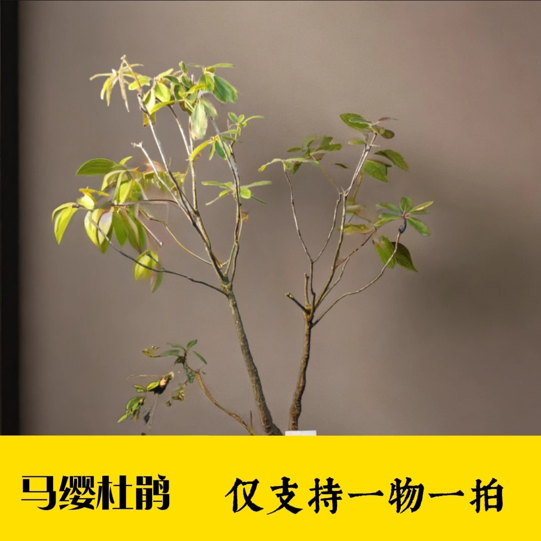仅支持一物一拍 马缨杜鹃 马缨花 观赏性花卉 微酸性土壤使用