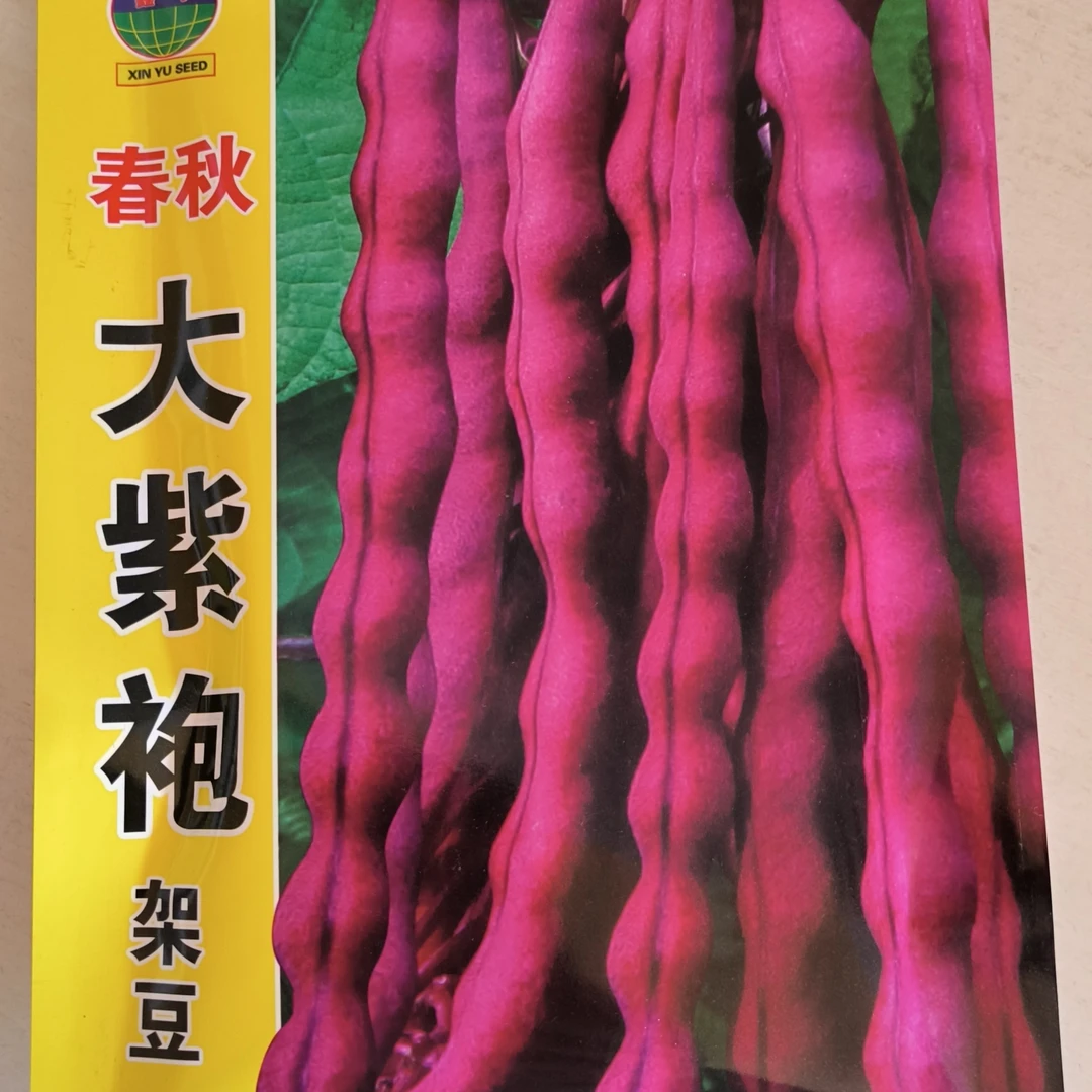 春秋大紫袍豆角种子