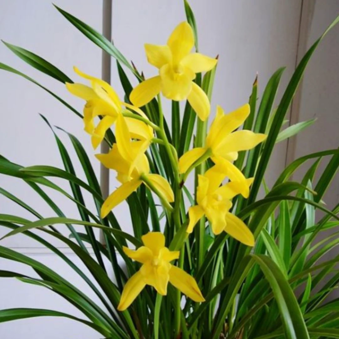 【黄金小神童】大花惠兰  清香型 花期6-12月