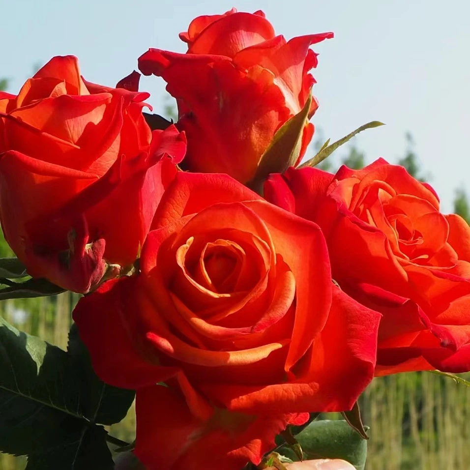 切花信仰，大花月季