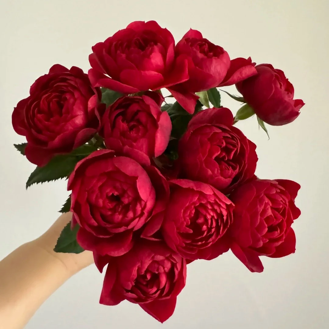 樱桃果汁一加仑丰花月季