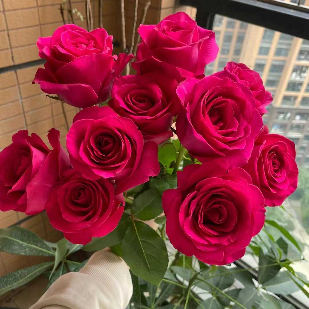 弗洛伊德浓香切花月季