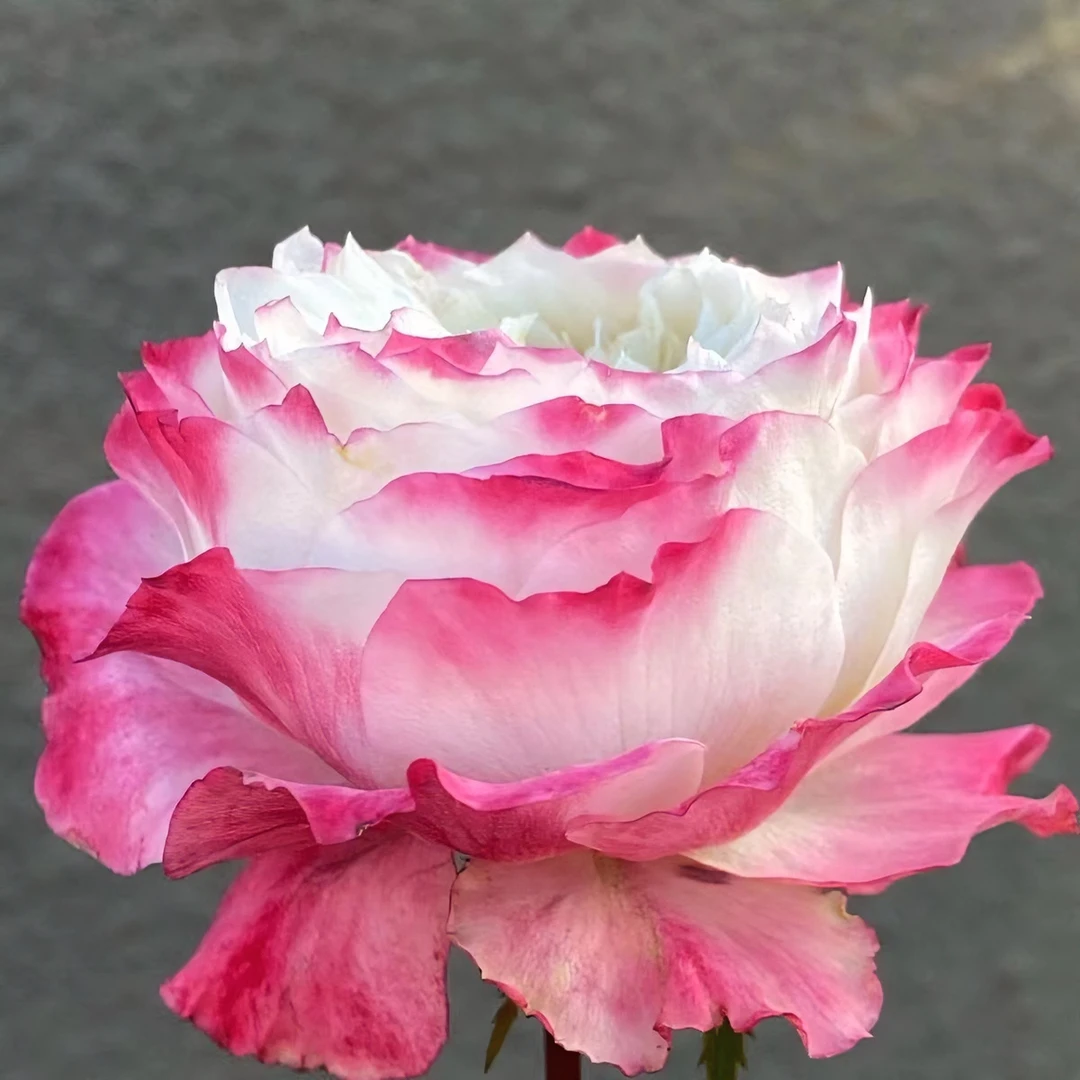 青沐园艺露天苗初妆颜色艳丽中大型花多季节开花阳台楼顶露台绿植