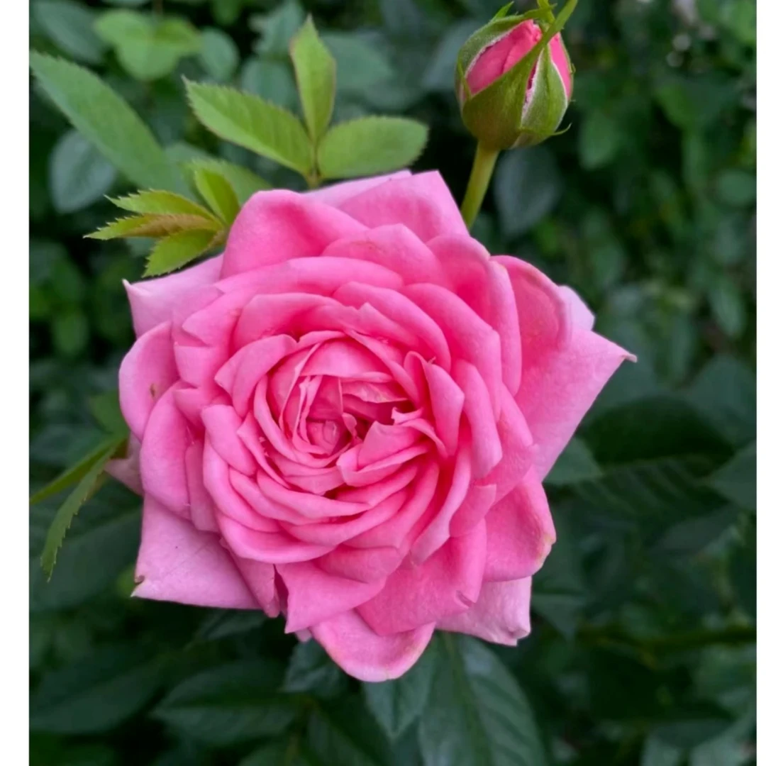 青沐园艺 1加仑 淑女 棒棒糖月季 高品质 阳台楼顶庭院基地直发