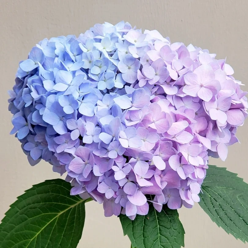 【无尽夏】绣球花盆栽，无尽夏银河苗子大海蓝庭院开花爆花绣球