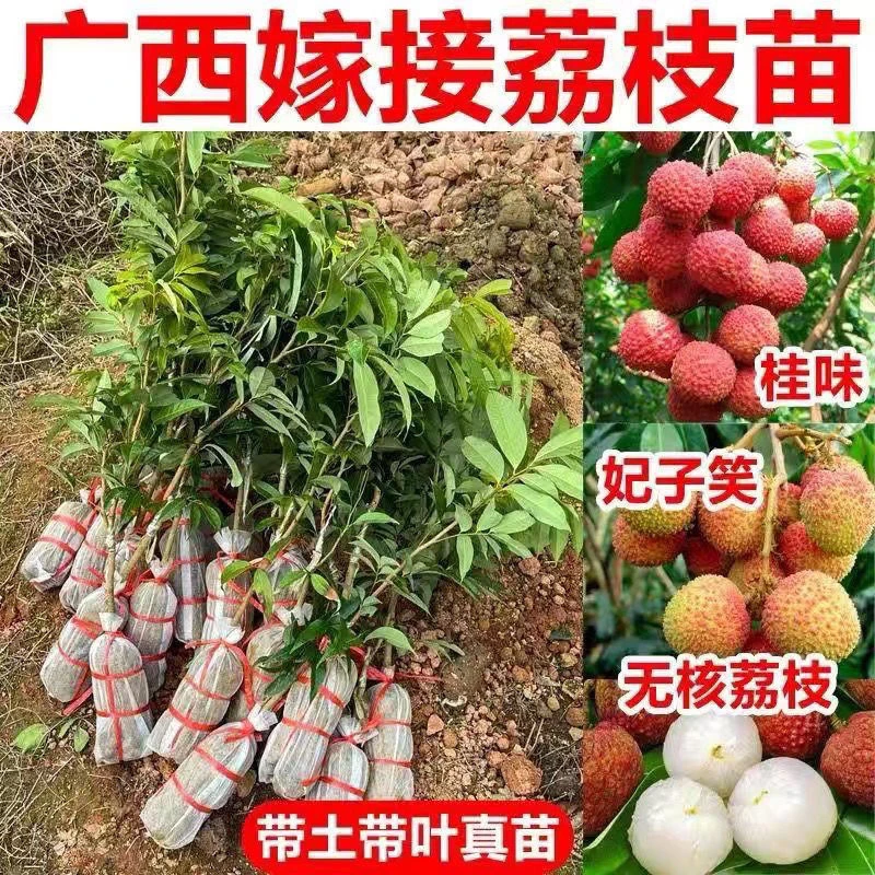 嫁接荔枝树苗新品种仙进奉苗盆栽地栽水果荔枝苗南北种植当年结果
