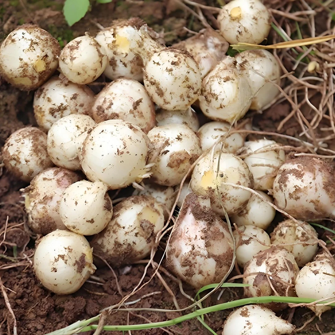 新鲜野葱团葱小洋葱头苦茭小蒜头小薤白苦藠根蒜川渝苦叫藠头