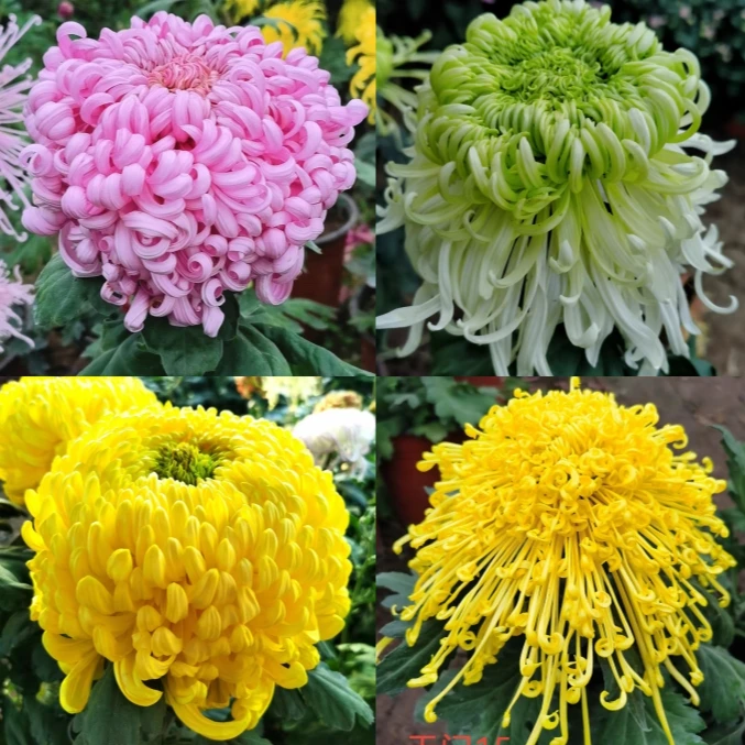 大花九月菊耐寒盆栽菊花当年开四季开花阳台庭院花卉植物