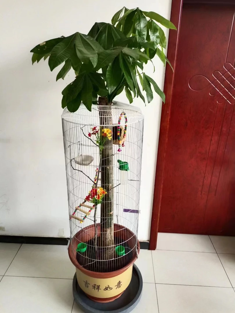 发财树生态鸟笼文鸟玉鸟珍珠鸟秀眼鸟繁殖笼