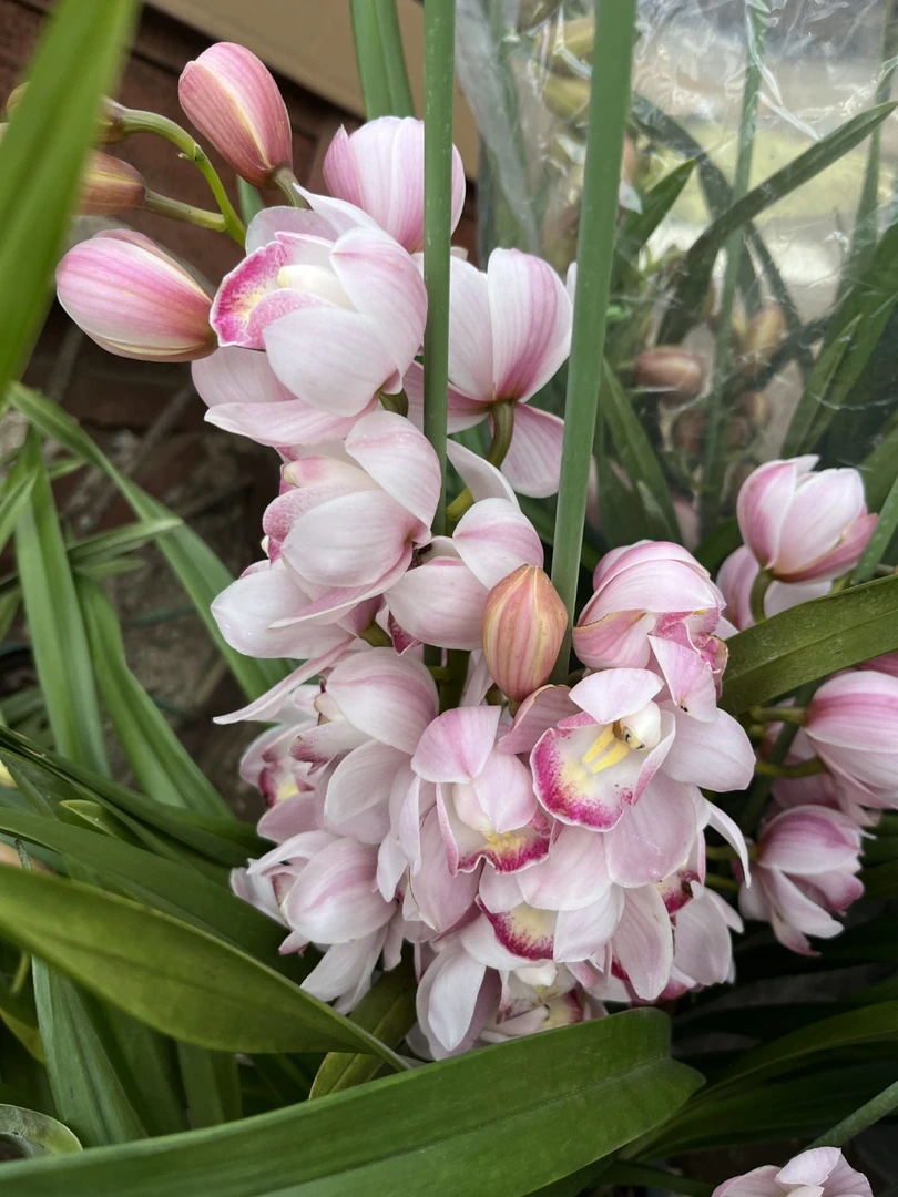 【尚品】年宵花，盆栽，兰花带花苞，四季好养活，送礼好物