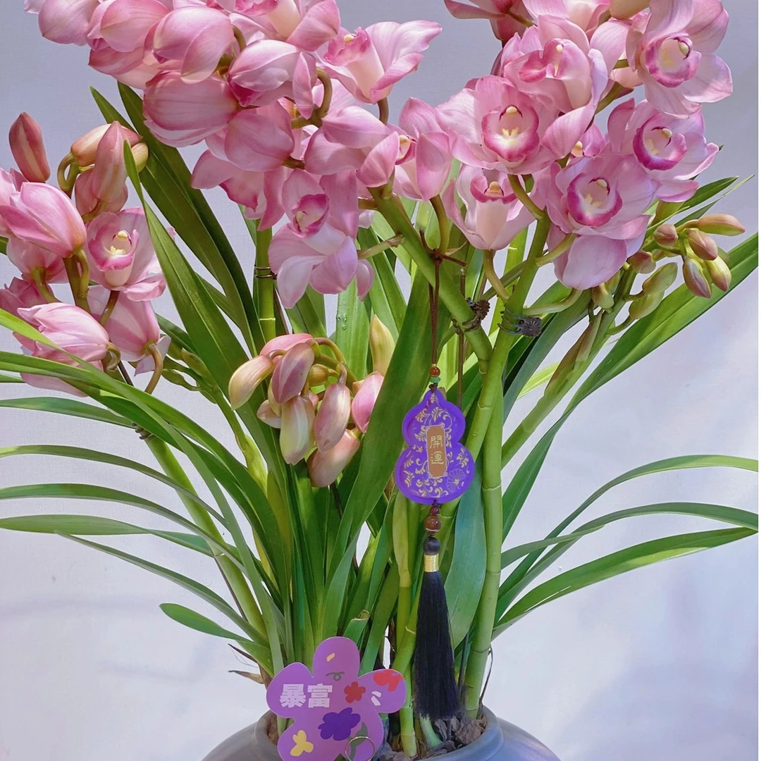 【尚品】年宵花，盆栽，兰花带花苞，四季好养活，送礼好物