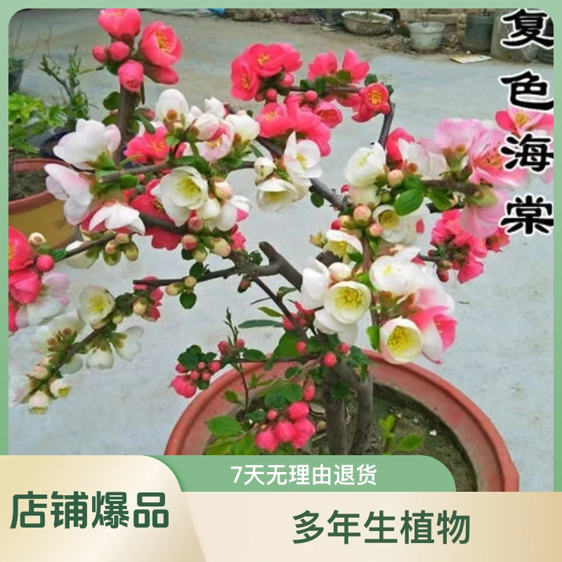 东阳锦复色海棠盆栽耐寒好养