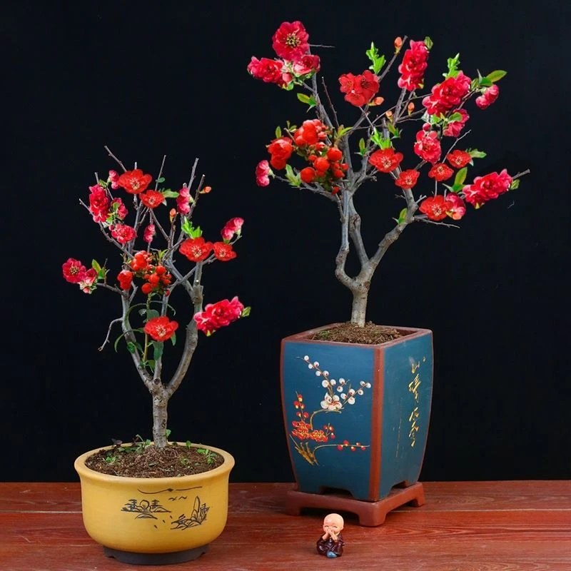 四季海棠长寿冠耐寒好养