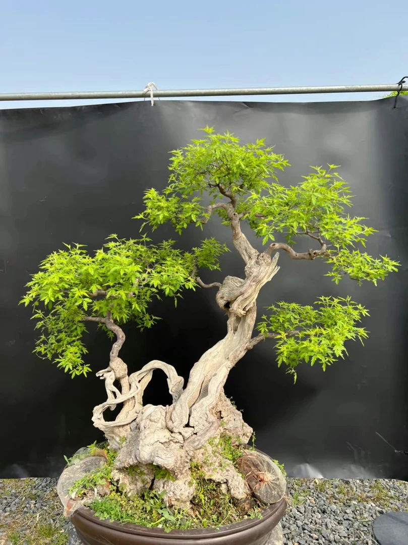 方寸苑盆景制作品