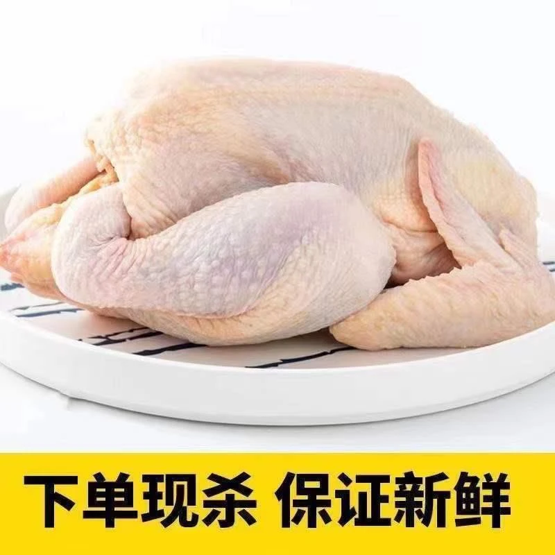 散养三黄鸡正宗农家散养老母鸡新鲜现杀走地鸡土鸡草鸡乌鸡笨鸡