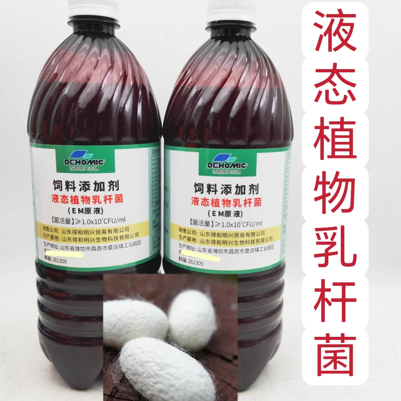 液态植物乳杆菌益生菌桑蚕桑树