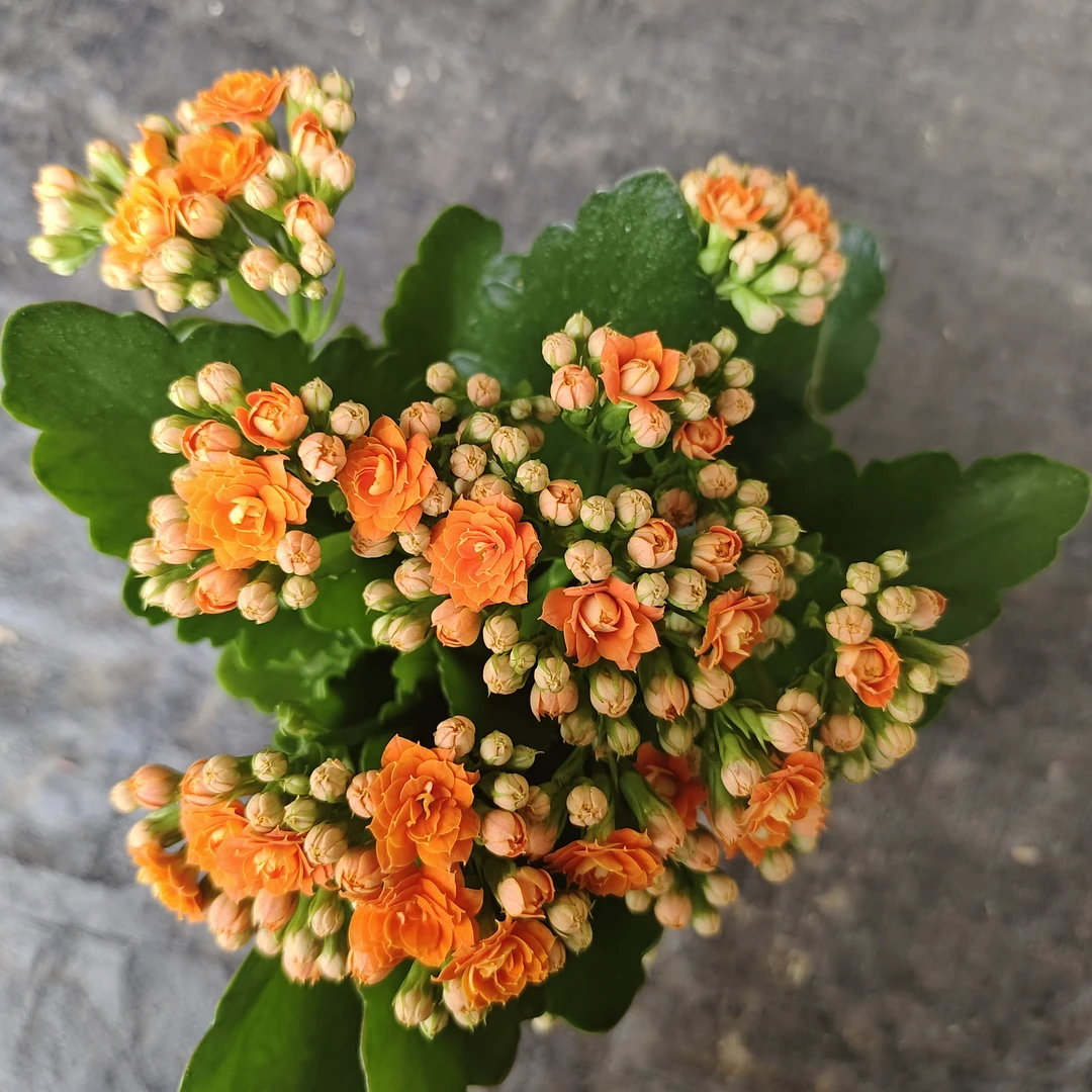 小米橙【直播为准，130盆打顶】美观淡雅带花苞鲜花客厅发货长寿花