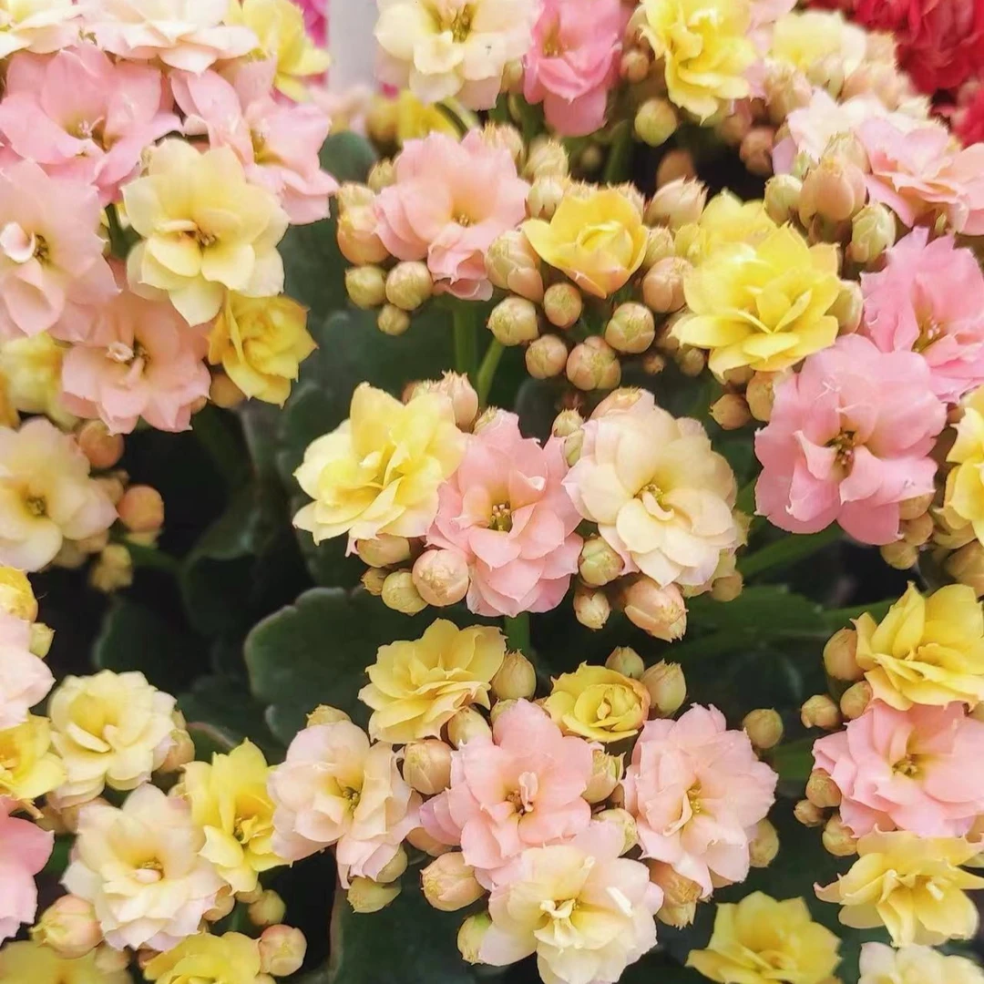 金牌变色龙【直播为准，120盆打顶】美观淡雅带花苞鲜花客厅长寿花