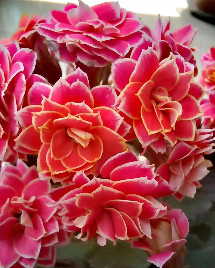 金丝带【直播展示为准，130盆】美观淡雅带花苞鲜花客厅发货长寿花