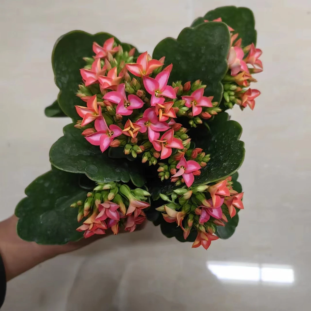 美丽心情【直播展示为准，130盆】美观淡雅带花苞鲜花客厅发货长寿花