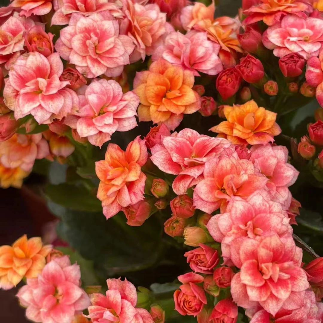 烟花【直播展示为准，130盆】美观淡雅带花苞鲜花客厅发货长寿花