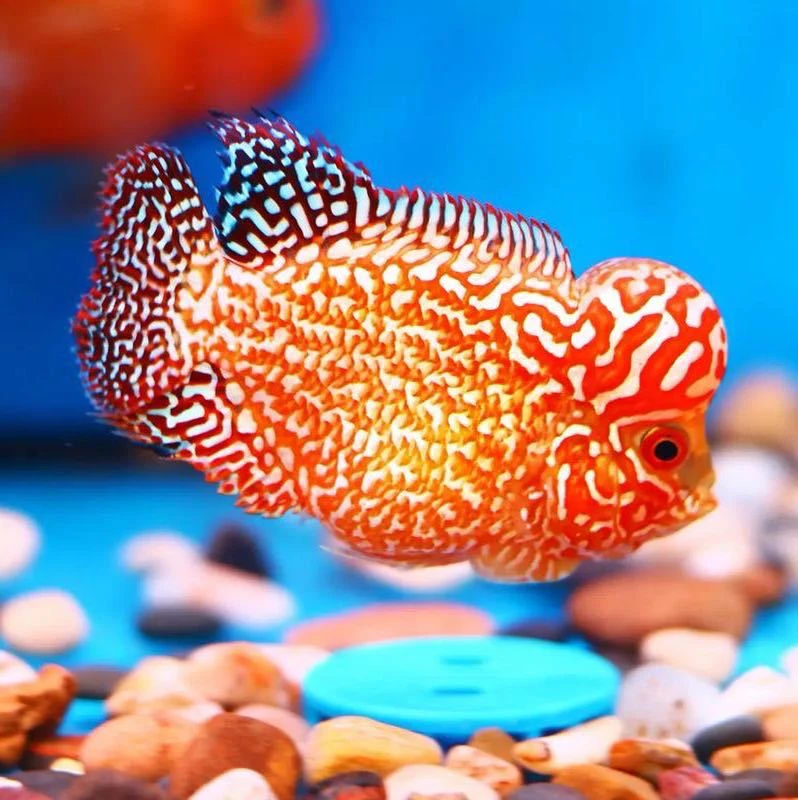 直播间选鱼泰国进口罗汉鱼火凤瓜子苗 双退沙基因 金花毒苗