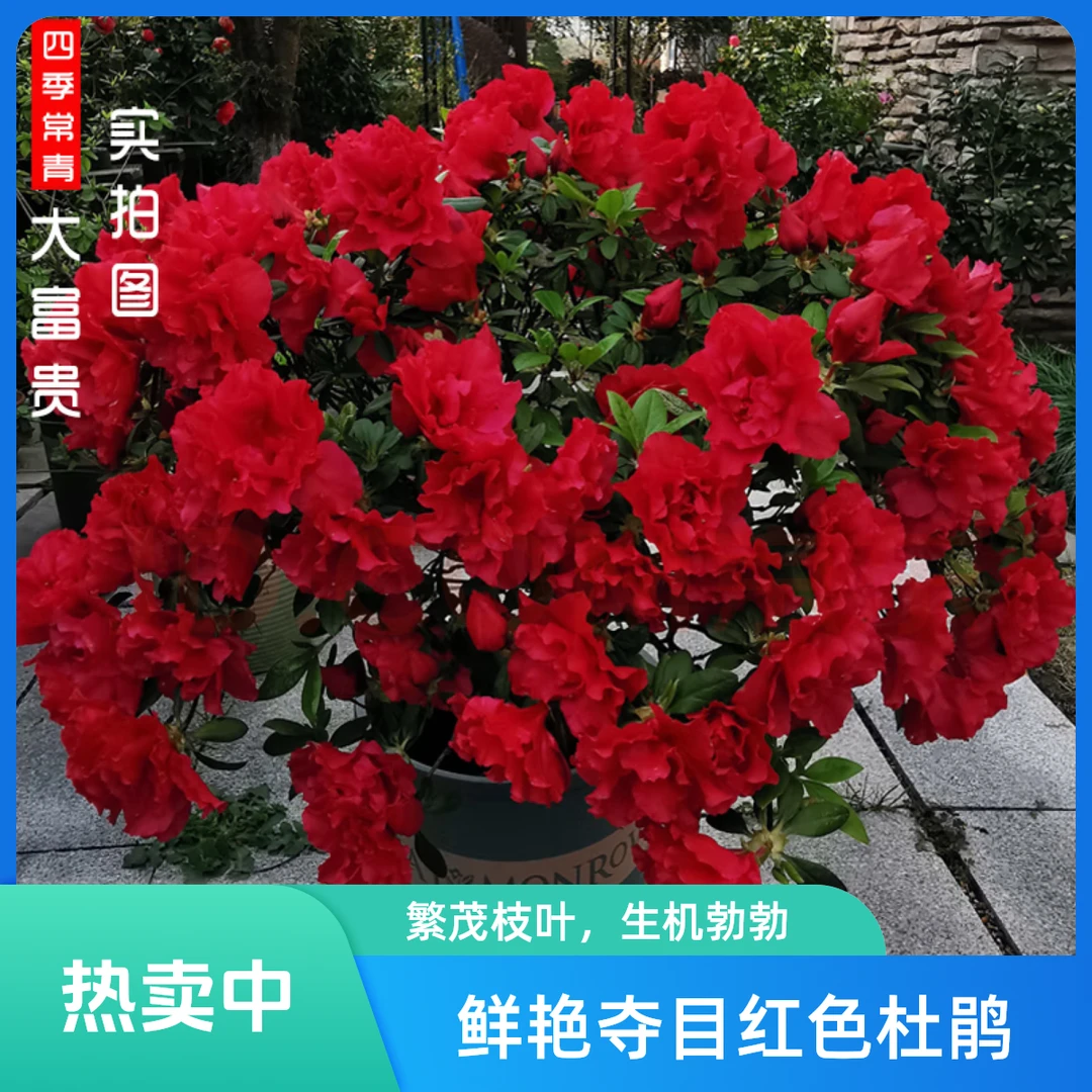 高山杜鹃大富贵，基地直发，满满的心意造型养护耐寒