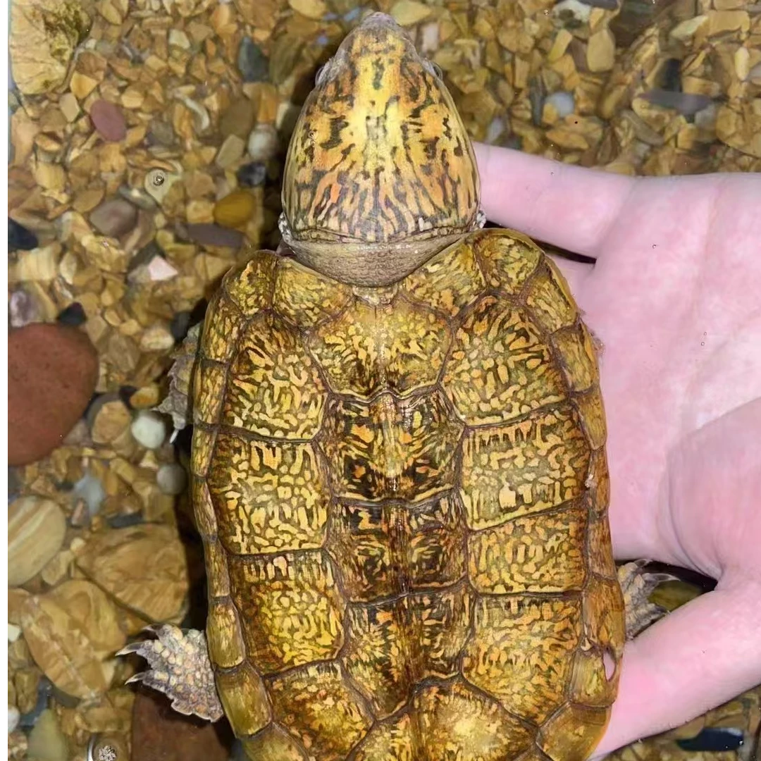 直播间龟鳖各种观赏龟