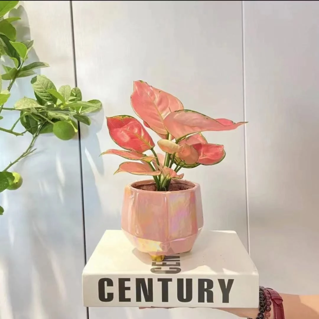 吉利红室内花卉绿植盆栽如意皇后办公室家居软装红火年宵花好养