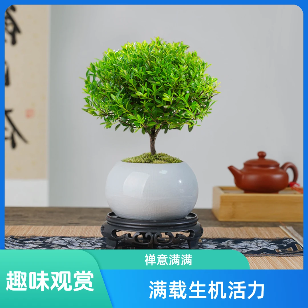 【国风】小叶赤楠带陶瓷花办公室内花卉绿植盆栽摆件老桩小盆景植物