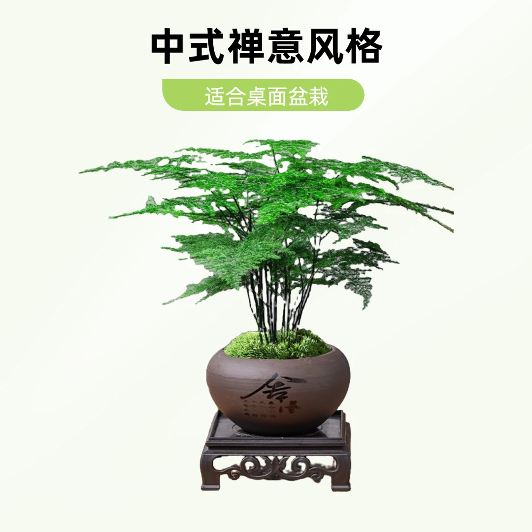 文竹陶瓷盆室内中式客厅迷你绿植花卉桌面盆栽优雅美观菩提树清新