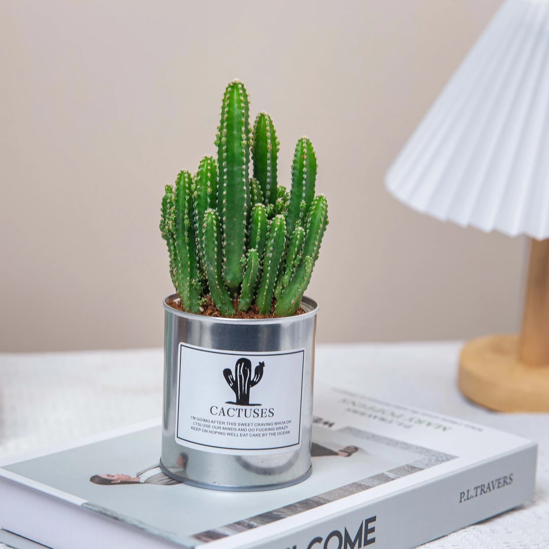 万重山室内盆栽植物净化空气绿植盆栽客厅迷你仙人掌芦荟带土常绿