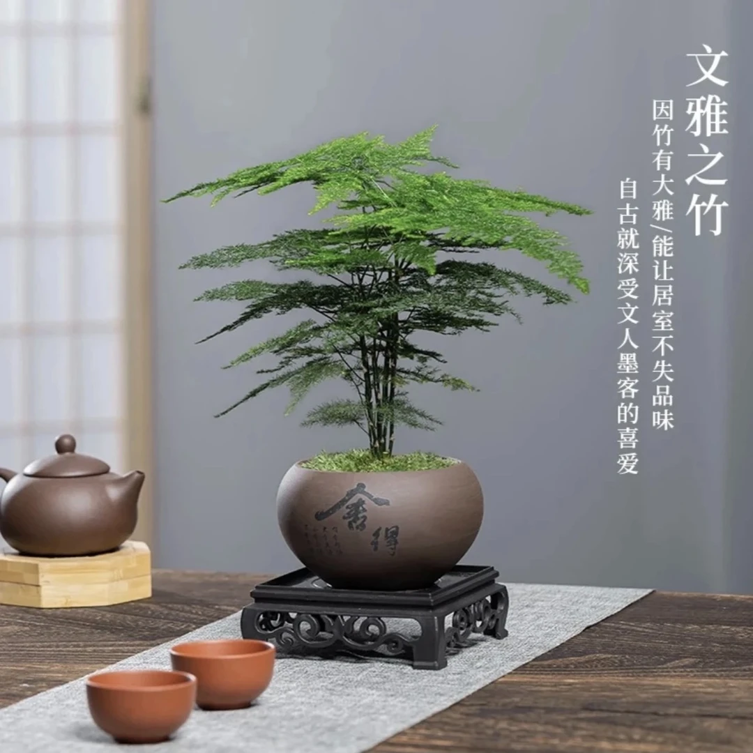 文竹盆栽植物室内净化空气绿植艺术盆栽中式客厅迷你家居摆件中式