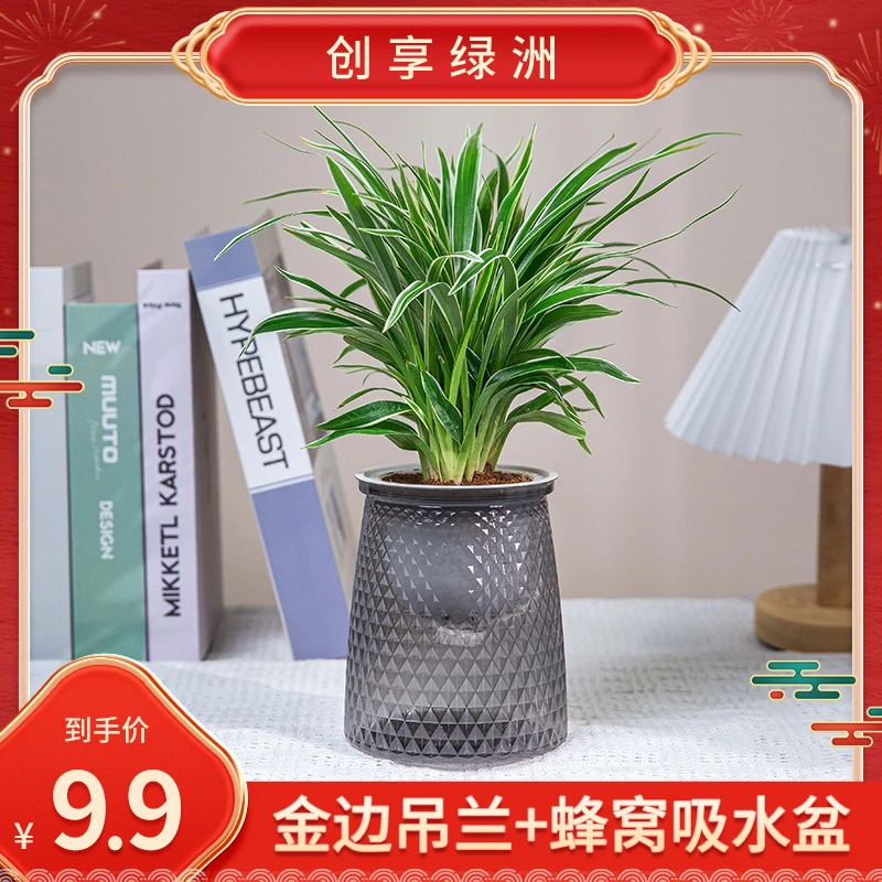 金边吊兰室内盆栽植物绿植花卉盆栽中式客厅迷你家居好物常绿鲜活