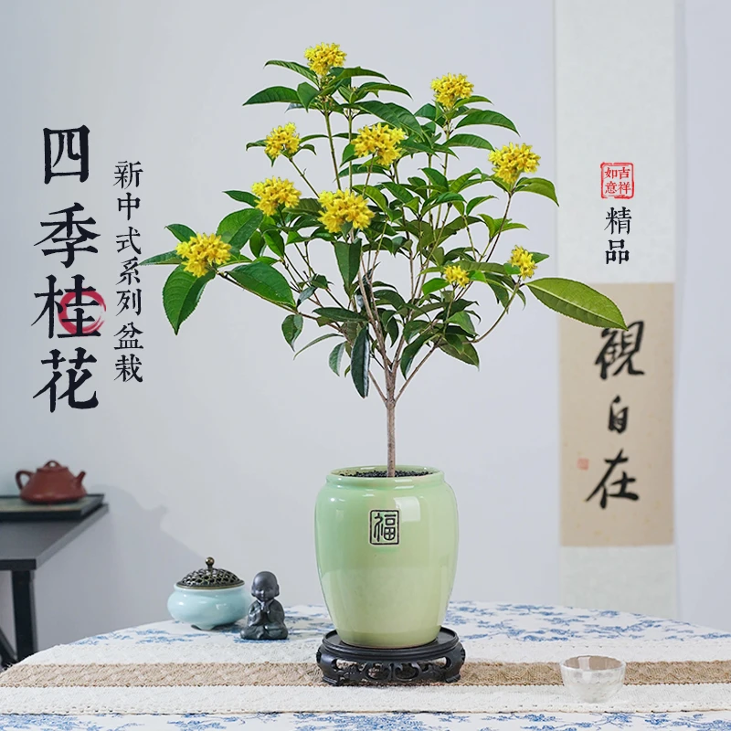 【四季桂花】老桩盆景清香宜人绿植花卉盆栽阳台室外种好泡沫发货