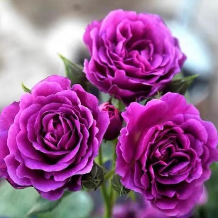 【比利时】大花浓香多季节开花藤本爬墙月季大苗阳台盆栽庭院地载