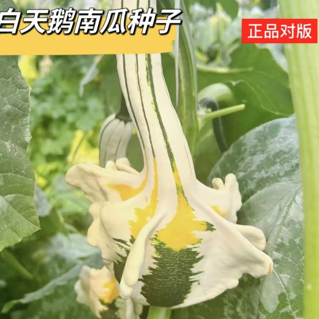 【白天鹅南瓜种子】观赏南瓜籽特色玩具小南瓜蔬菜庭院观赏四季迷你