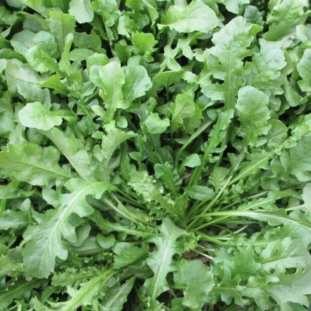 【荠菜种子】 四季荠菜种子阳台盆栽庭院地栽大叶荠菜种蔬菜种子