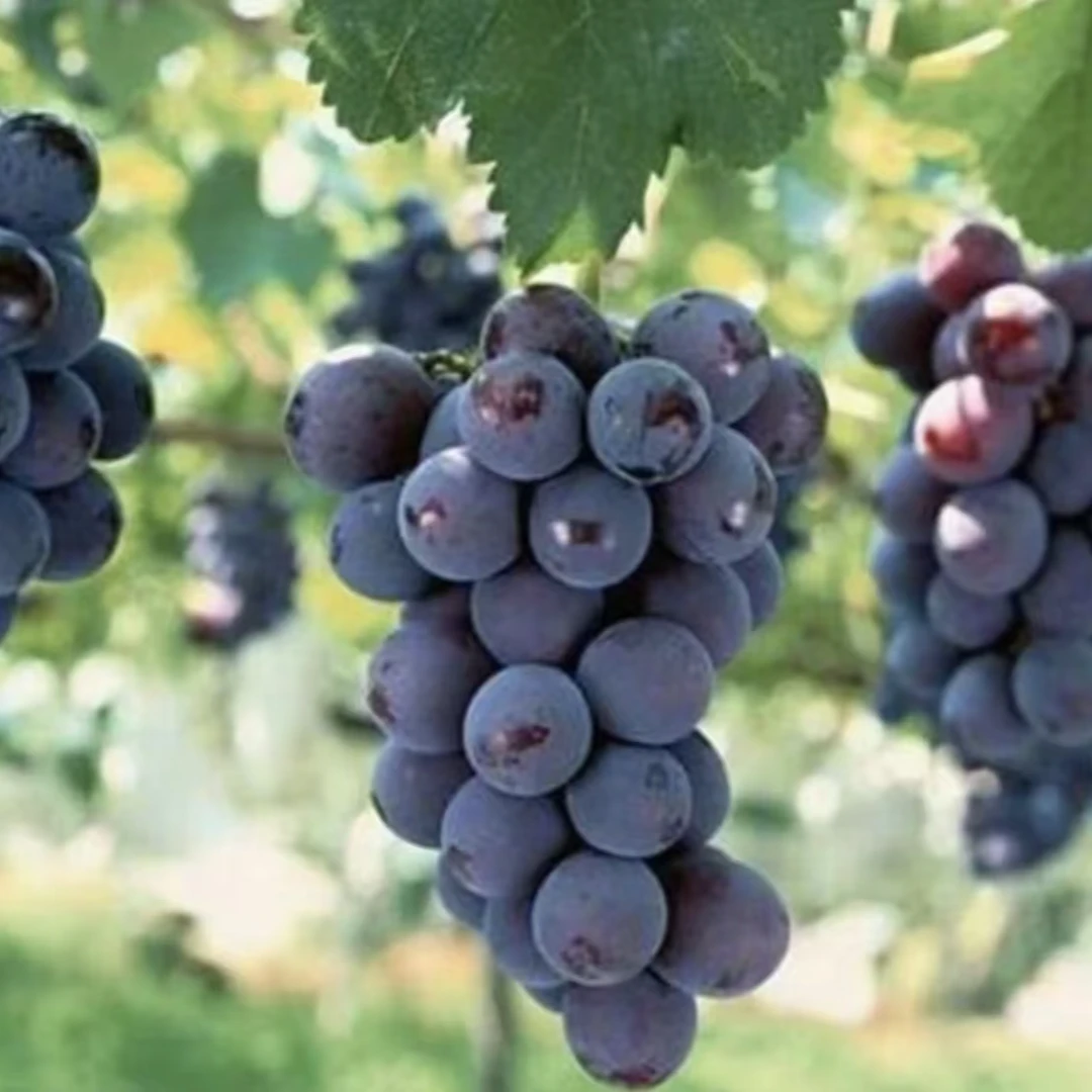 【正宗巨峰葡萄树苗】葡萄苗盆栽地栽阳台庭院四季种植 果树苗