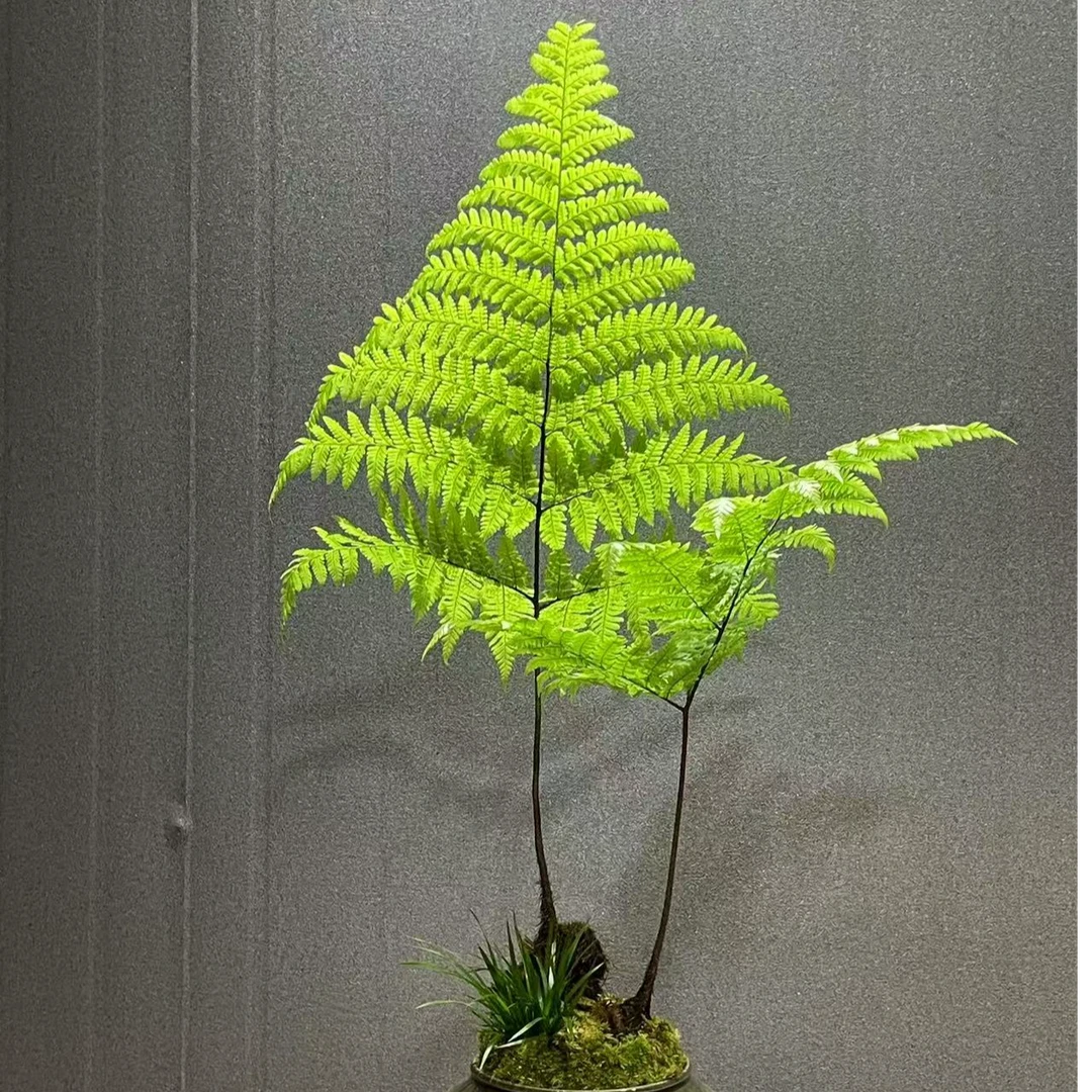 蕨类植物一叶多飘室内盆景好养易活喜阴喜湿耐热耐寒