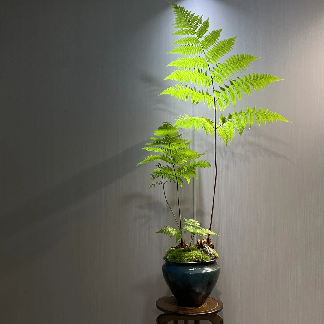 【直播链接】蕨类植物一叶多飘室内盆景好养易活喜阴喜湿耐热耐寒