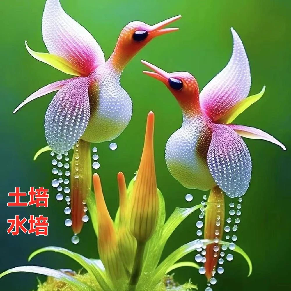 凤凰兰球根盆栽耐寒耐热花四季开花室内外阳台水土培庭院绿植种球