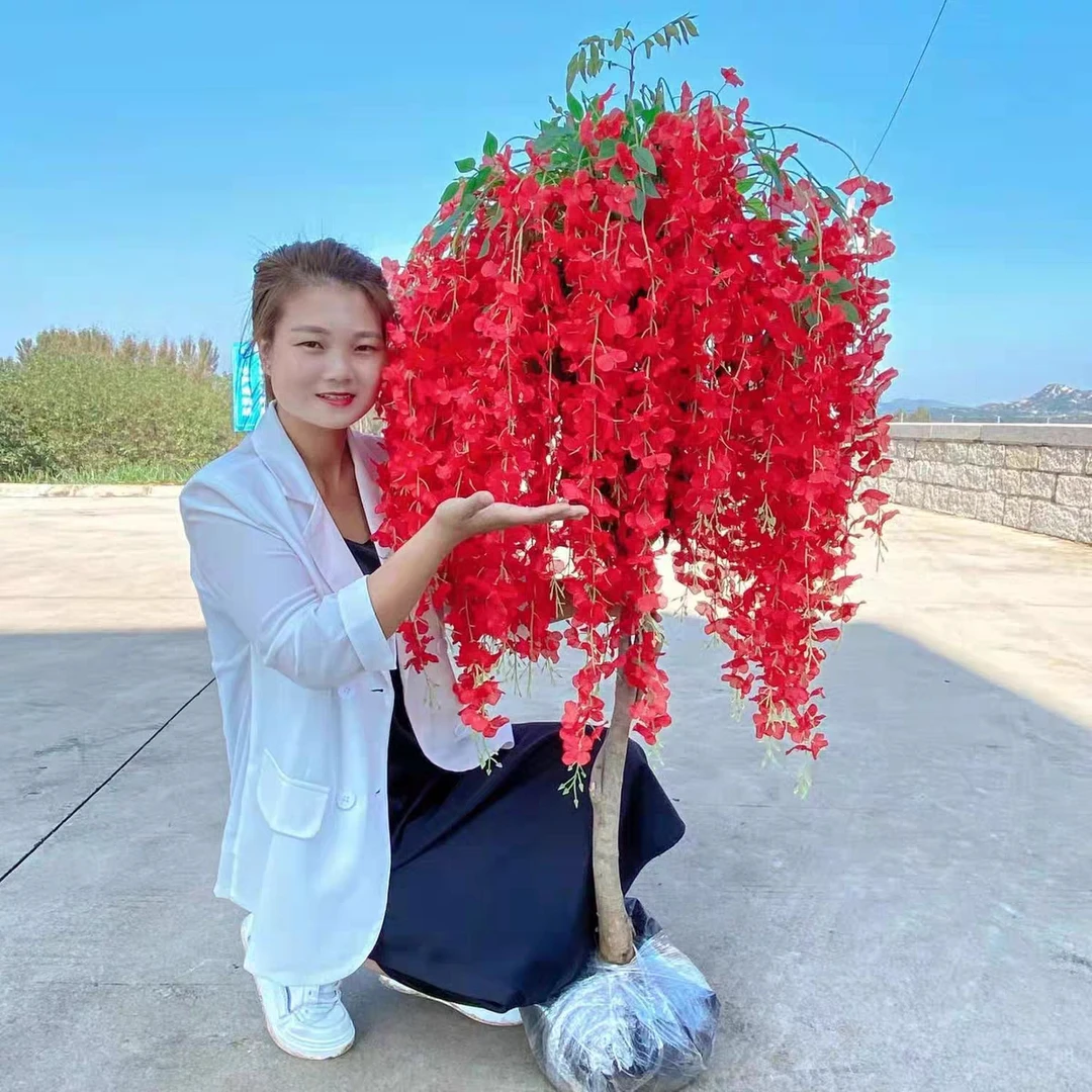 四季开花紫藤花树苗紫藤花盆栽地载阳台庭院花园植物耐寒当年开花
