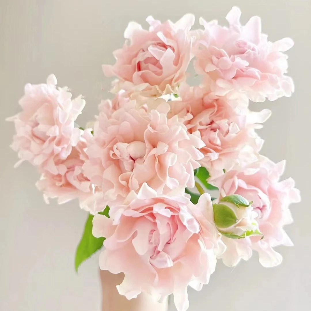 【苏芬】小奶球多头玫瑰 不规则花型 稀有泡泡玫瑰花 云南直发