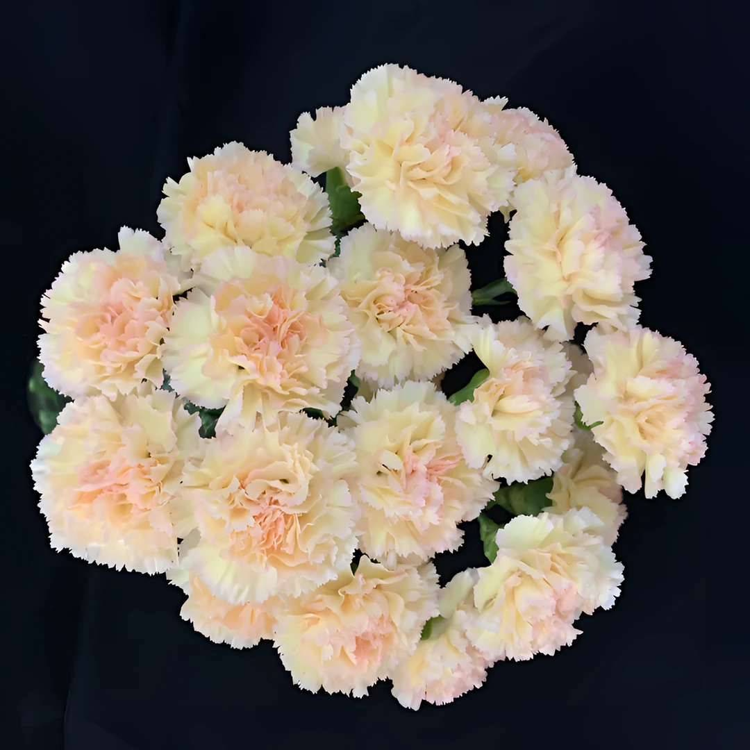 【可可西里】康乃馨（任意2单包邮 1单需补运费）